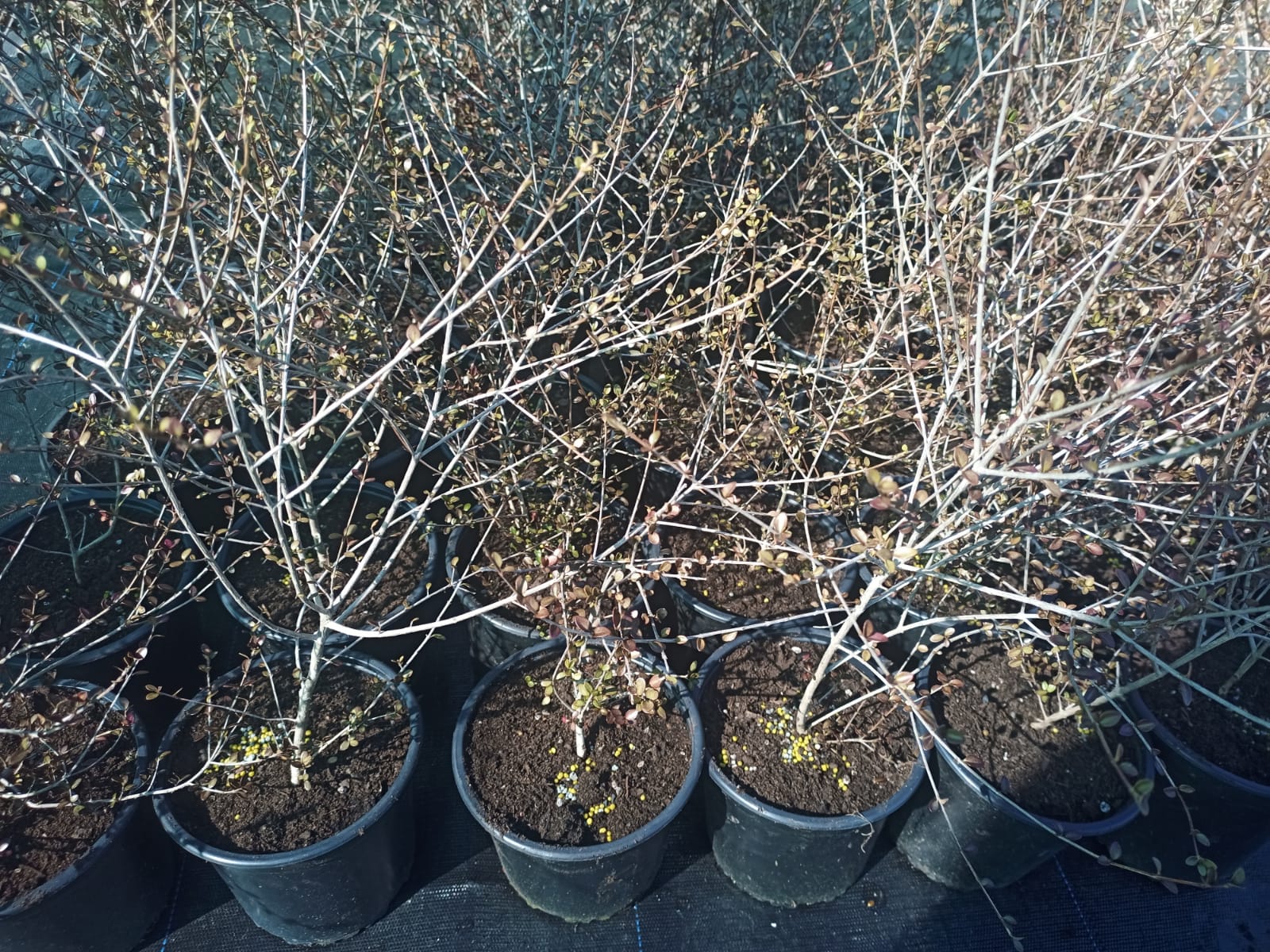 Native Plant Specials Matukituki Natives