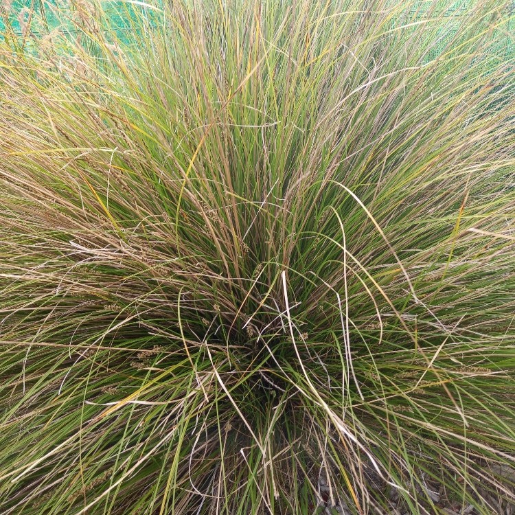 Native Plants Library – Matukituki Natives