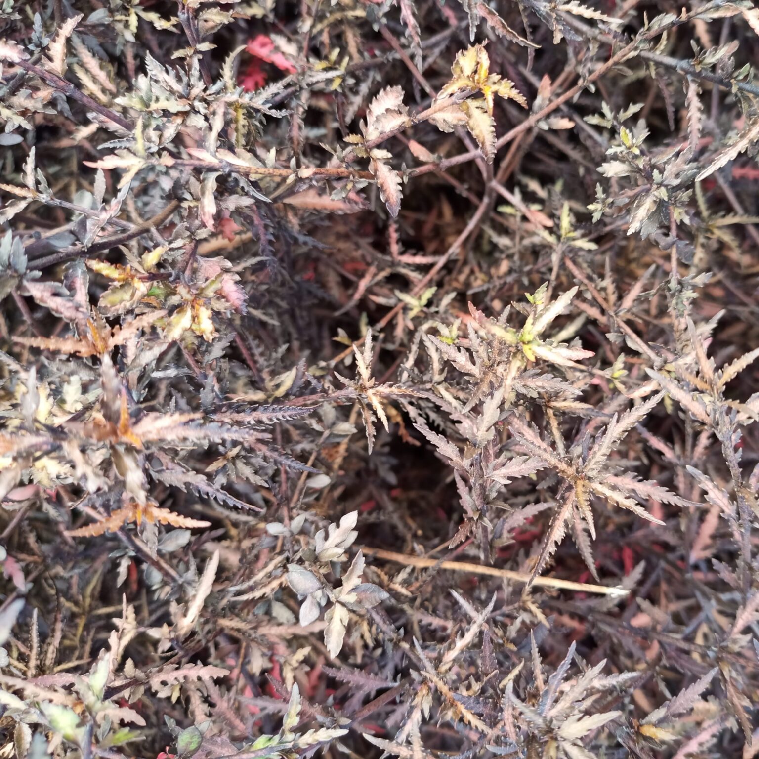 Native Plants Library – Matukituki Natives