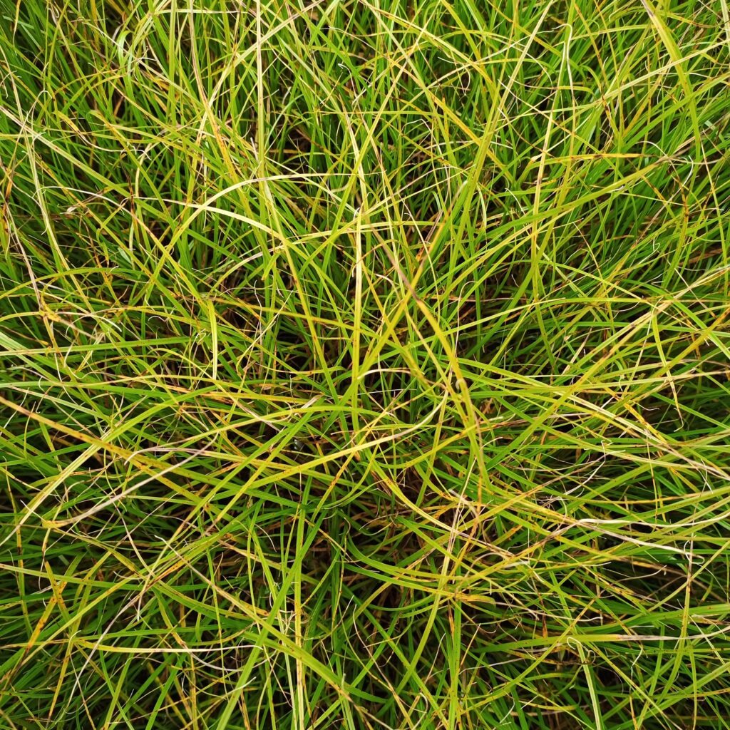 Carex secta